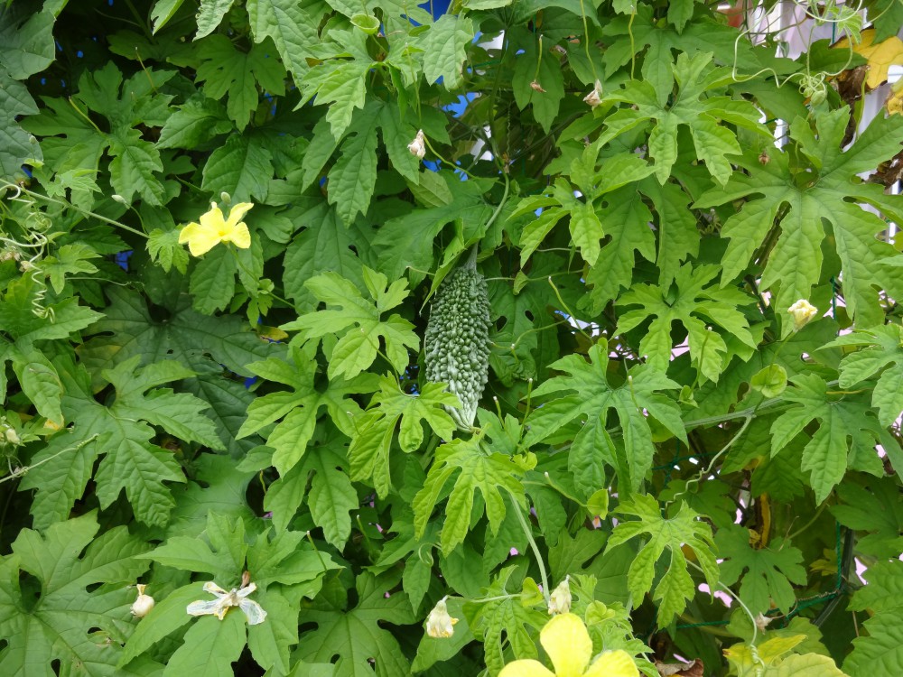 DSC01871